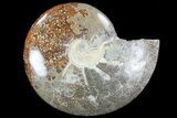 Polished, Agatized Ammonite (Cleoniceras) - Madagascar #76096-1